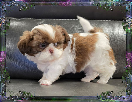 Tiny little male chinese imperial shih tzu puppies for sale teacup